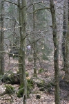 2011-frosta-lopare-i-skogen