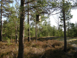 Ljungskile Friluftsklubb tipspromenad 6 april från Vadet, Lyckorna