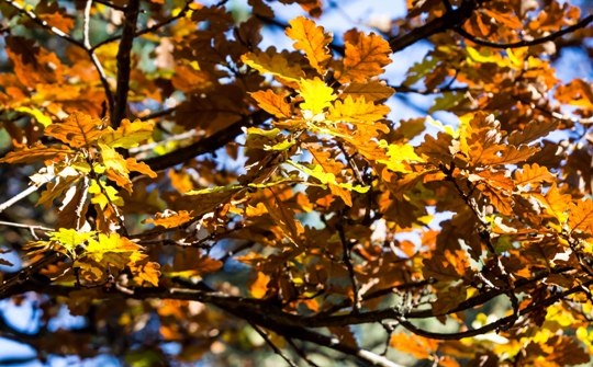 Tipspromenad från Skällebred den 27 september